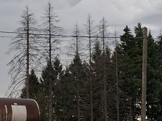Osušene jele uz gospićko ilegalno smetište političara/Snimio ovih dana Marko Čuljat                                                                                                                                                                       